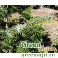 Семена Пихта Борнмюллера (Abies bornmuelleriana) 20 г