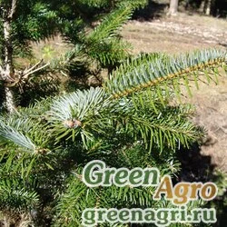 Семена Пихта Борнмюллера (Abies bornmuelleriana) 20 г