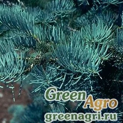 Семена Пихта одноцветная (Abies concolor) "Swift's Silver" 5 гр.
