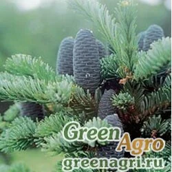 Семена Пихта белокорая/почкочешуйная (Abies nephrolepis) 25 г