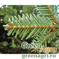 Семена Пихта белая (Abies alba) 35 г