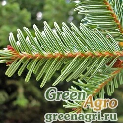 Семена Пихта белая (Abies alba) 35 г