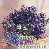 Семена Лобелия ампельная Регата Микс 1000драже