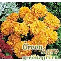 Семена Георгина Фигаро Оранж Шейдес 1000шт