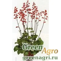 Семена Гейхера Корал Форест 1000шт