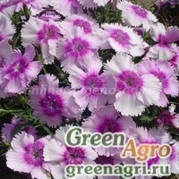 Семена Гвоздика Диана Лавендер Пикоти 100шт