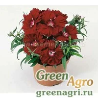 Семена Гвоздика Диана Кримсон 1000 шт
