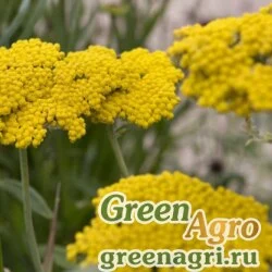 Семена Тысячелистник таволговый (Achillea filipendulina) "Cloth of Gold" 15 г