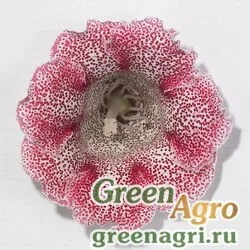 Семена Глоксиния Импресс Ред Спотид 100драже
