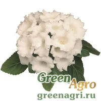 Семена Глоксиния Аванти F1 Вайт (1уп-250драже)