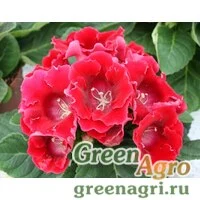 Семена Глоксиния Аванти F1 Роуз Ред (1уп-250драже)