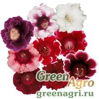 Семена Глоксиния Аванти F1 Микс 250драже