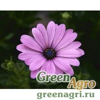 Семена Остеоспермум Пэшн Роуз 100шт