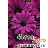 Семена Остеоспермум Акилла Парпл 100шт
