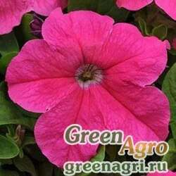 Семена Петуния крупноцветковая (генетически компактная) (Petunia grandiflora) "Ez Rider F1" (pink) pelleted 1000 шт.