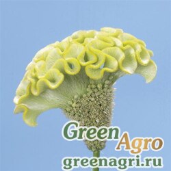Семена Целозия гребенчатая (Celosia cristata) "Spring Green" (green) pelleted 100 шт.