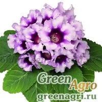 Семена Глоксиния Аванти F1 Лайт Виолет (1уп-100драже)