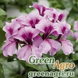 Пеларгония плющелистная ампельная Pelargonium peltatum Tornado F1 lilac Coated 1000