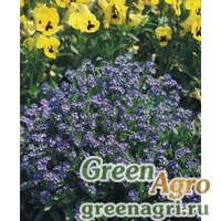 Семена Незабудка лесная (Myosotis sylvatica) "Compindi" (dark blue) raw 1000 шт. Семена Незабудка лесная (Myosotis sylvatica) "Compindi" (dark blue) raw 1000 шт.