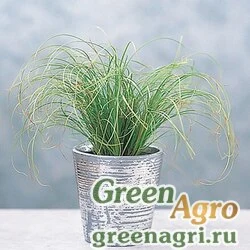 Осока беловатая Carex albula Frosted Curls Raw 1000