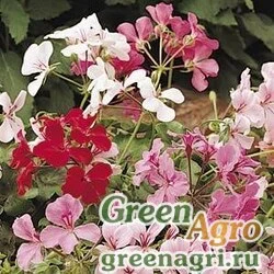 Пеларгония плющелистная Pelargonium peltatum SUMMER SHOWERS MIX Raw 100
