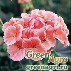 Пеларгония х садовая герань Pelargonium x hortorum Black Velvet F1 Salmon Raw 1000