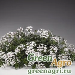 Пеларгония плющелистная ампельная Pelargonium peltatum Tornado F1 white Coated 1000