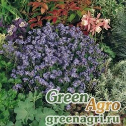 Семена Незабудка лесная (Myosotis sylvatica) "Bobo" (white) Raw Произв. 1000 шт.