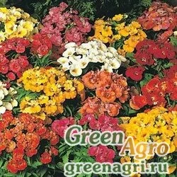 Семена Немезия зобовидная (Nemesia strumosa) "Nebula F1" (white) Raw 1000 шт.