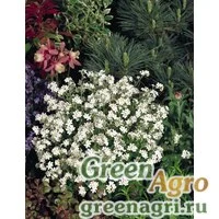 Семена Незабудка лесная (Myosotis sylvatica) "Snowsylva" (white) Raw 1000 шт.