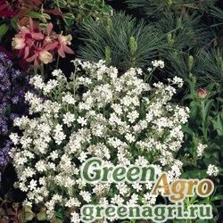 Семена Незабудка лесная (Myosotis sylvatica) "Snowsylva" (white) Raw 1000 шт.