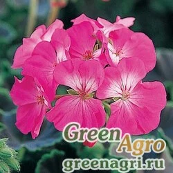 Пеларгония х садовая герань Pelargonium x hortorum Black Velvet F1 Rose Raw 1000