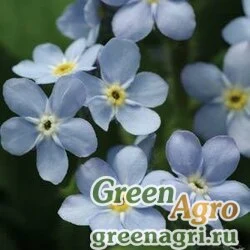 Семена Незабудка лесная (Myosotis sylvatica) "Mon Amie" (blue) raw 1000 шт.