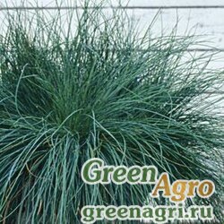 Семена Овсяница сизая (Festuca glauca) "Festina" (green) multi-pelleted 1000 шт.