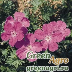 Пеларгония кроваво-красная Geranium sanguineum Vision Violet Raw 500