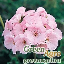 Пеларгония х садовая герань Pelargonium x hortorum Black Velvet F1 Appleblossom Raw 1000
