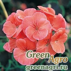 Пеларгония х садовая герань Pelargonium x hortorum Black Velvet F1 Coral Raw 1000
