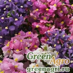 Немезия лазоревая Nemesia foetans POETRY MIX Pelleted 1000