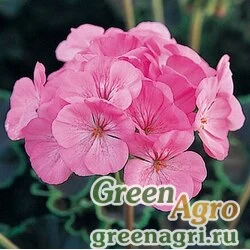 Пеларгония х садовая герань Pelargonium x hortorum Black Velvet F1 Pink Raw 1000