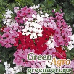 Пеларгония плющелистная ампельная Pelargonium peltatum Tornado F1 formula mix Coated 1000