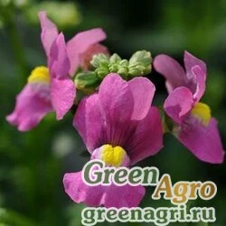 Немезия лазоревая Nemesia foetans POETRY DEEP PINK Pelleted 1000