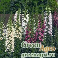 Семена Наперстянка пурпурная (Digitalis purpurea) "Camelot F1" (mix) Pelleted 1000 шт.