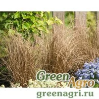 Семена Осока власовидная (Carex comans) "Zora" raw 1000 шт.