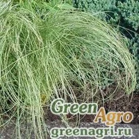 Семена Осока власовидная (Carex comans) "Amazon Mist" (green) multi-pelleted 1000 шт.