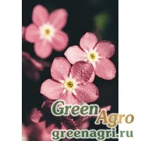 Семена Незабудка лесная (Myosotis sylvatica) "Rosylva" (rose) Raw 1000 шт.