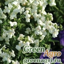Немезия лазоревая Nemesia foetans POETRY WHITE Pelleted 1000