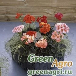 Пеларгония х садовая герань Pelargonium x hortorum Black Velvet F1 Formula mixture Raw 1000