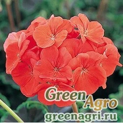 Пеларгония х садовая герань Pelargonium x hortorum Black Velvet F1 Scarlet Raw 1000