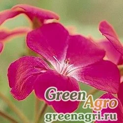 Пеларгония плющелистная Pelargonium peltatum SUMMER SHOWERS FUCHSIA Raw 100