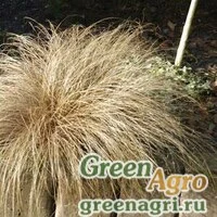 Семена Осока власовидная (Carex comans) "Bronco" (bronze) multi-pelleted 1000 шт.